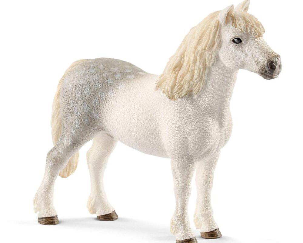 Welsh pony hengst 13871