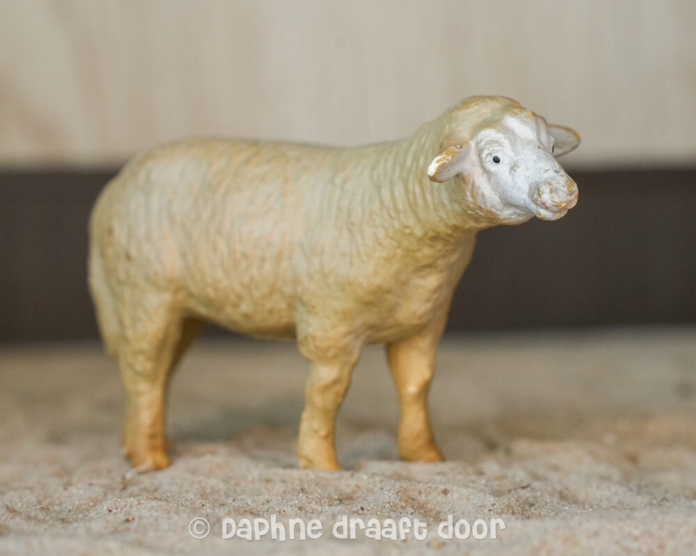 Schaap 13101