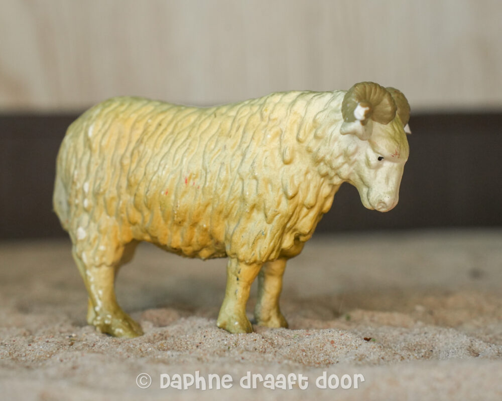 Schaap 13107