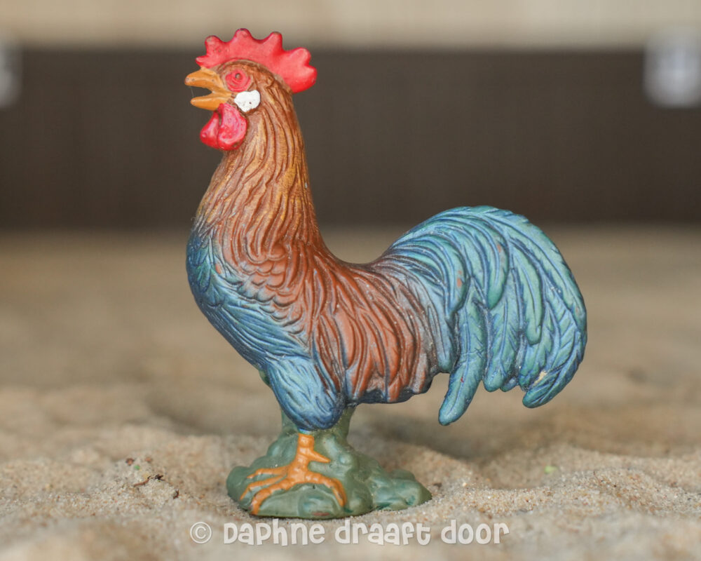 Kip haan kraaiend 13131