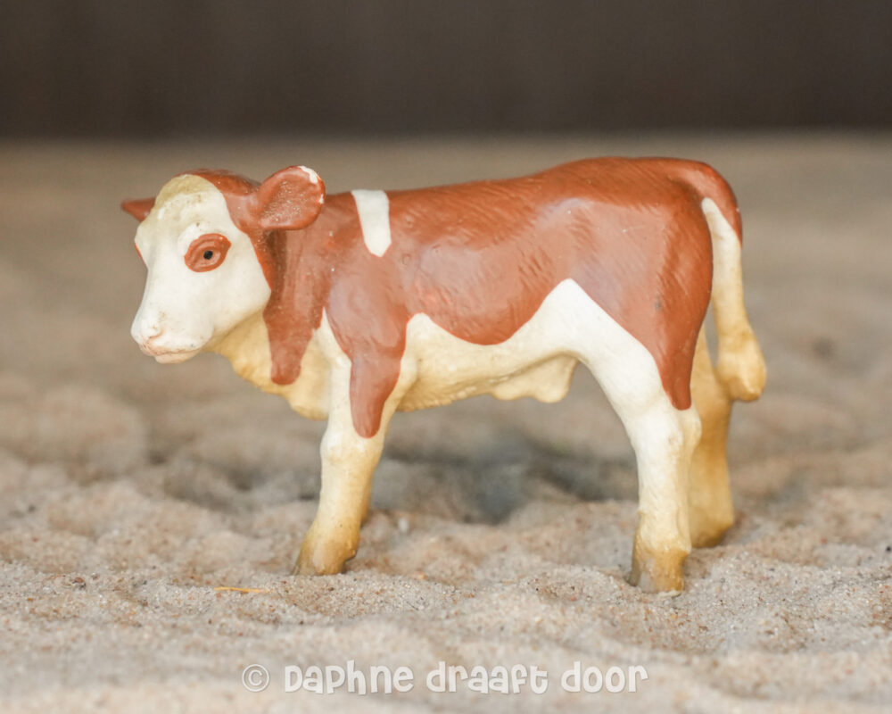 Fleckvieh kalf jong 13132