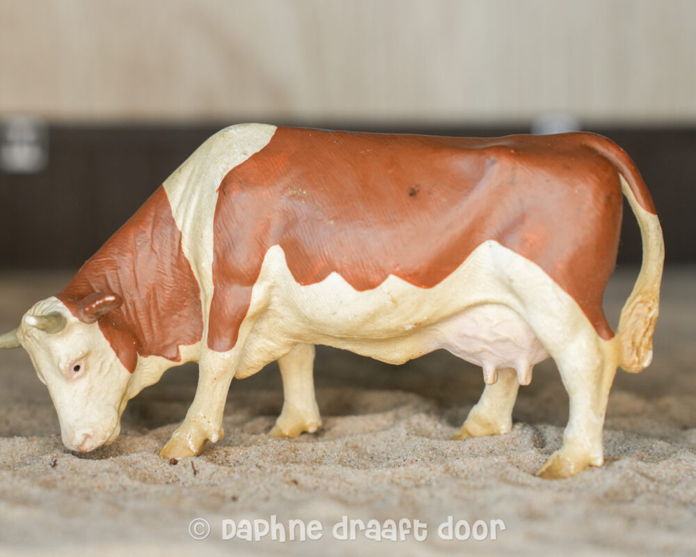 Fleckvieh koe grazend 13133