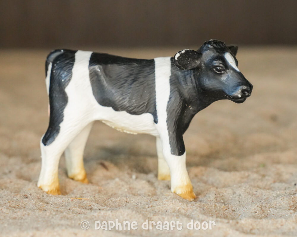 Holstein kalf jong 13139