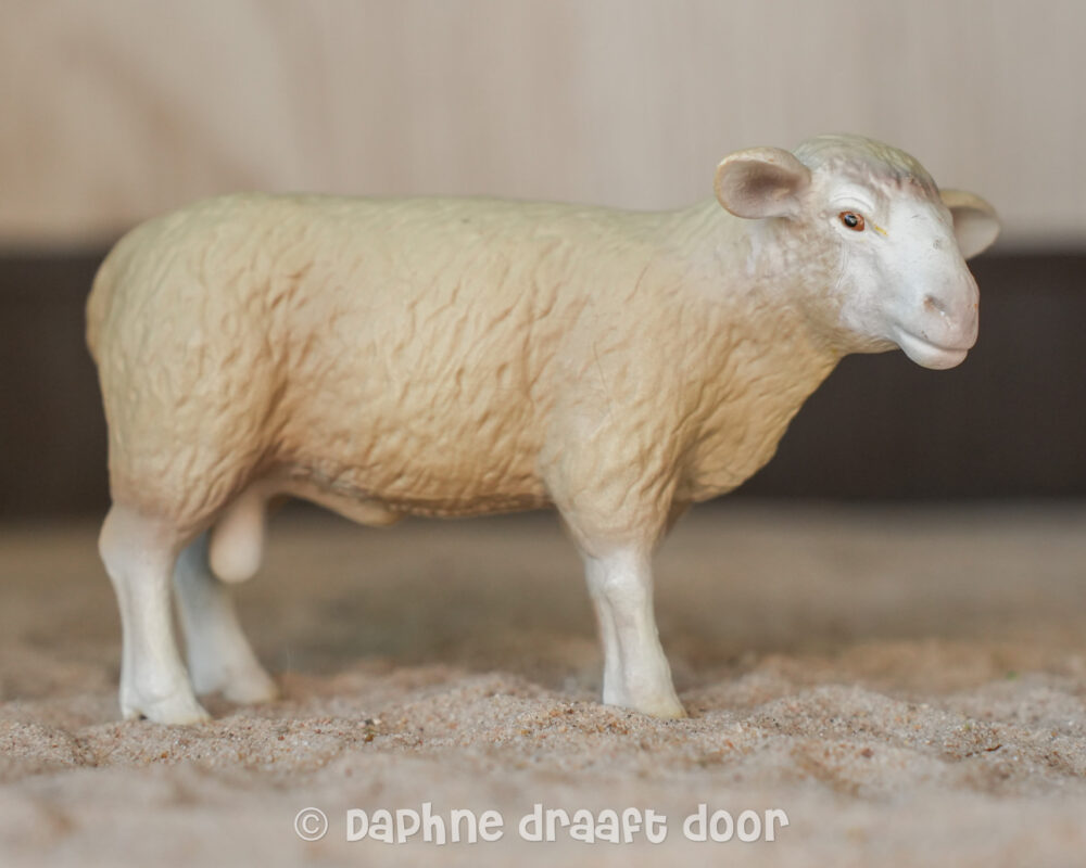 Schaap 13266