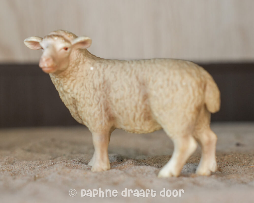 Schaap 13283