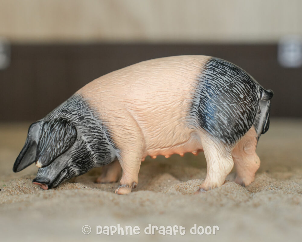 Schwabisch Hall varken 13612