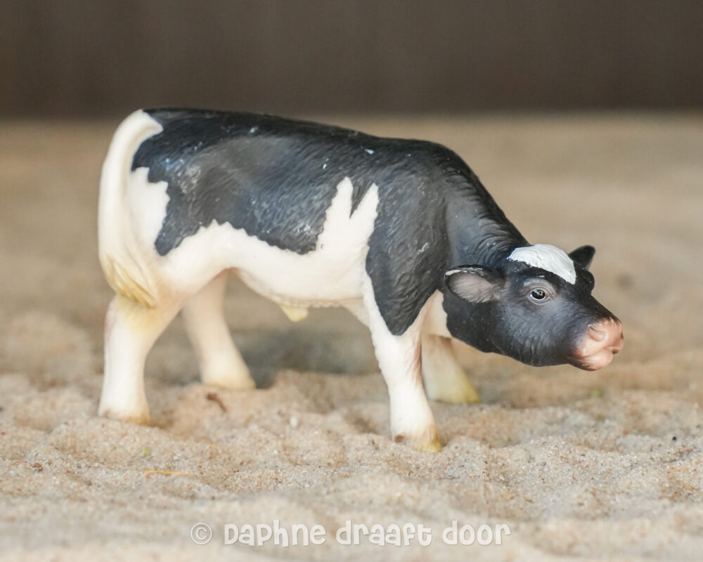 Holstein kalf jong drinkend 13615