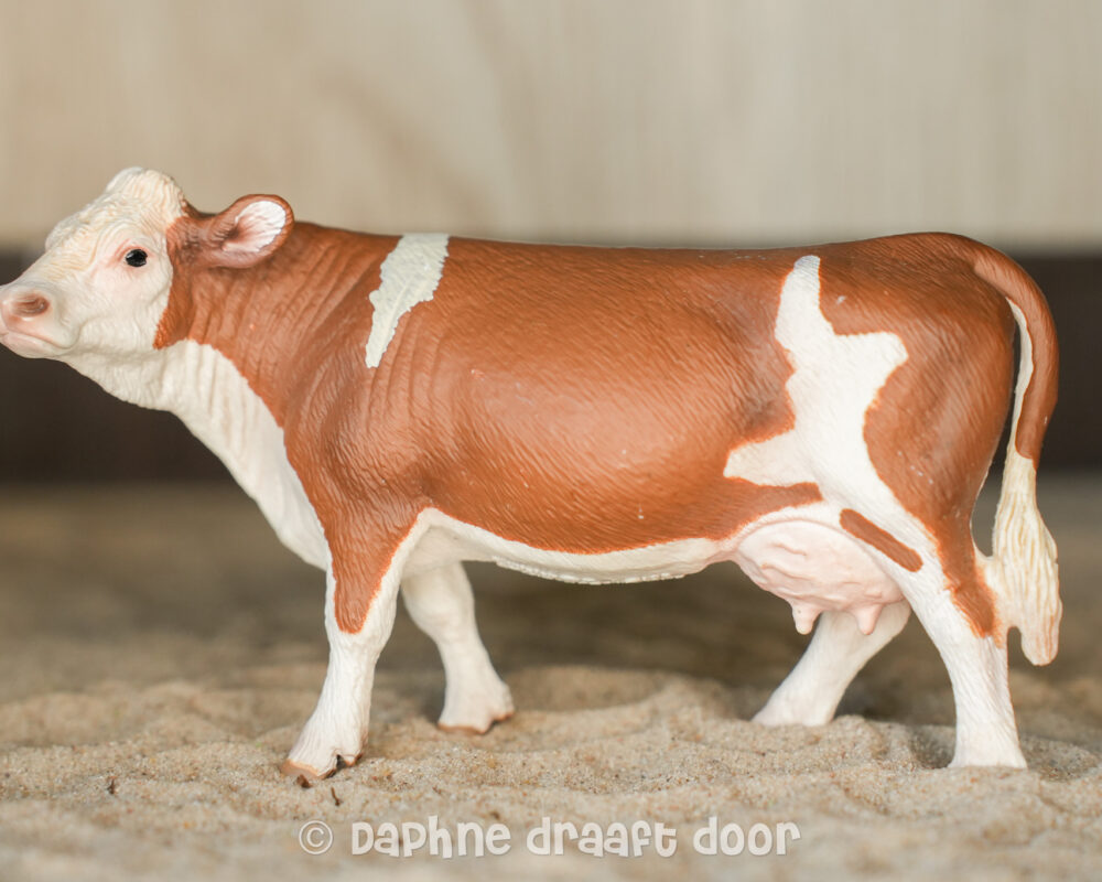 Simmental koe 13641