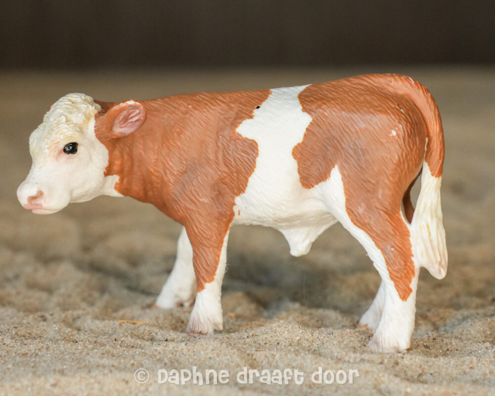 Simmental kalf jong 13642