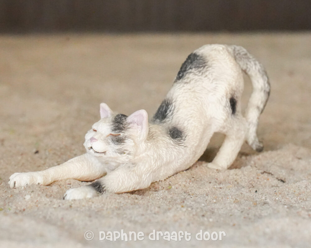 Kat stretchend 13677