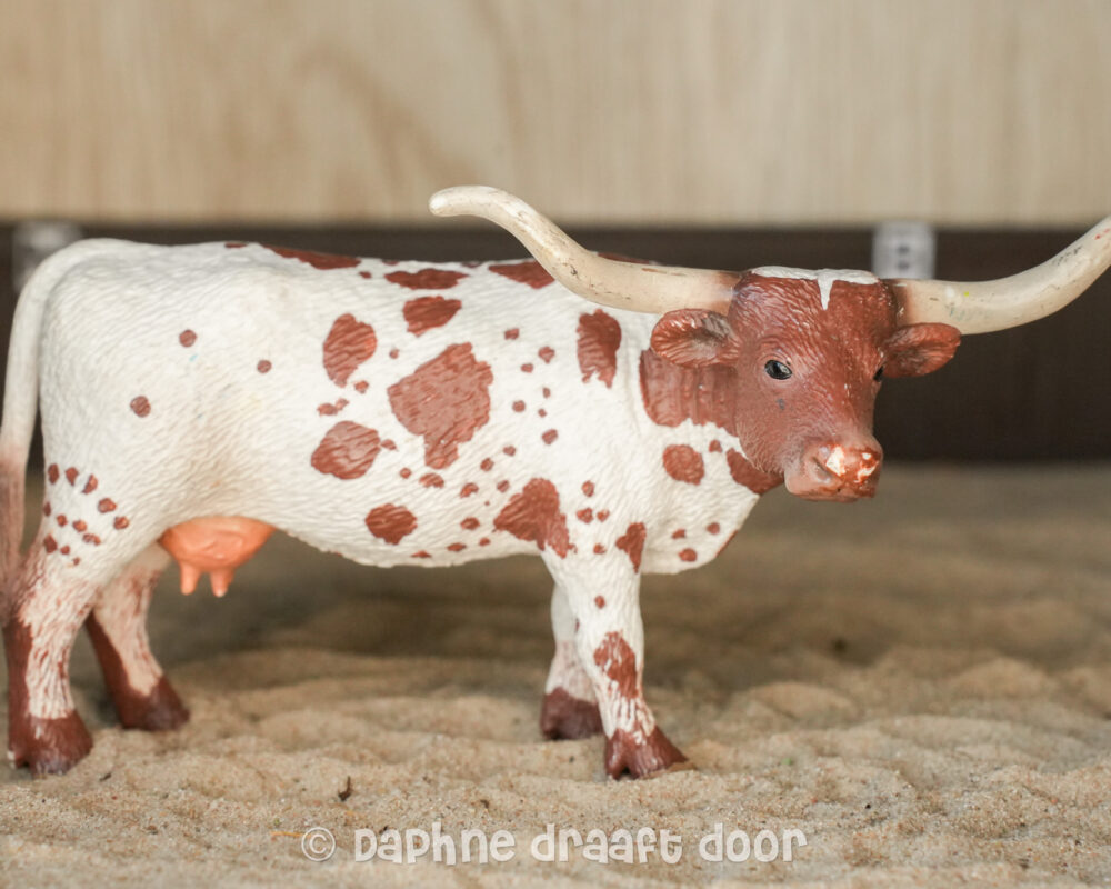 Texas Longhorn koe 13685