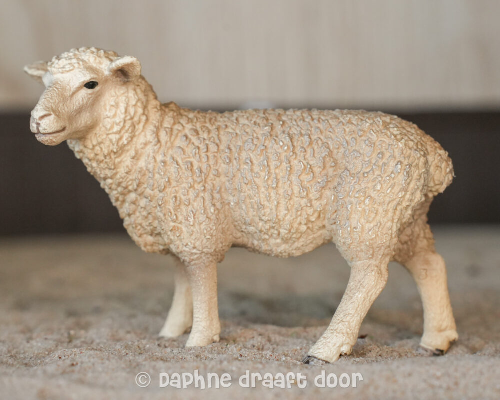 Schaap 13743