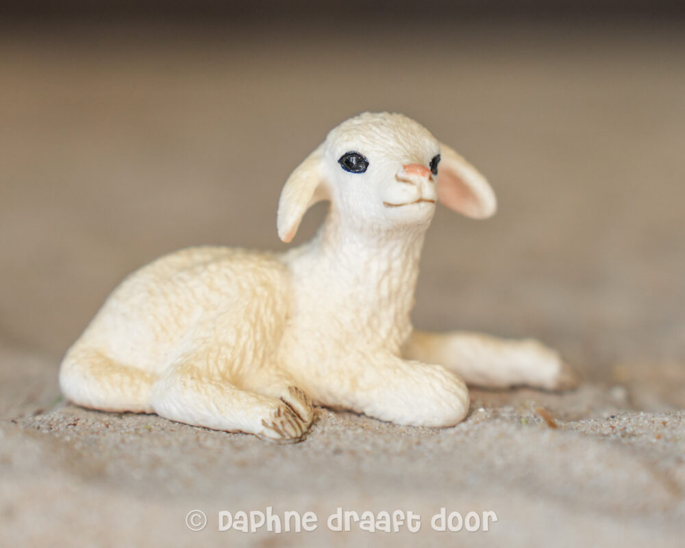 Schaap lam liggend 13745