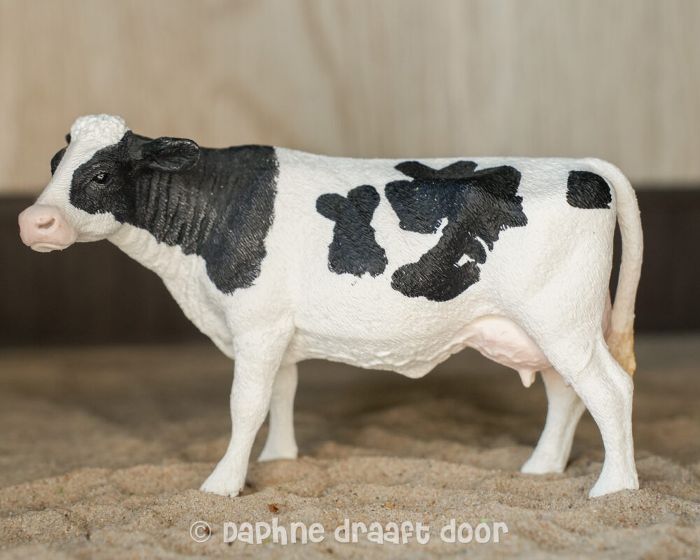 Holstein koe 13797