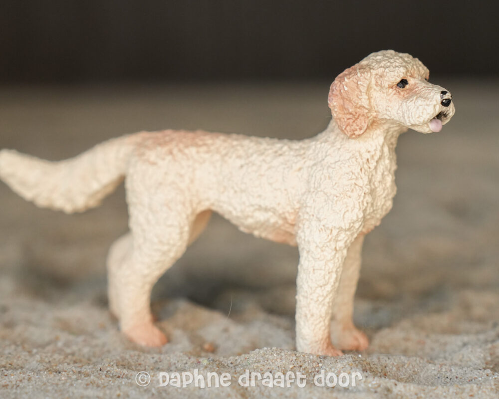 Gouden doodle hond 13939