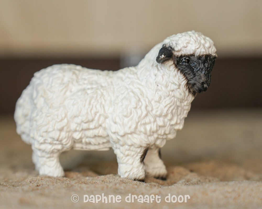 Schaap 13965