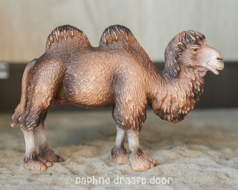 Kameel licht hoofd 14348