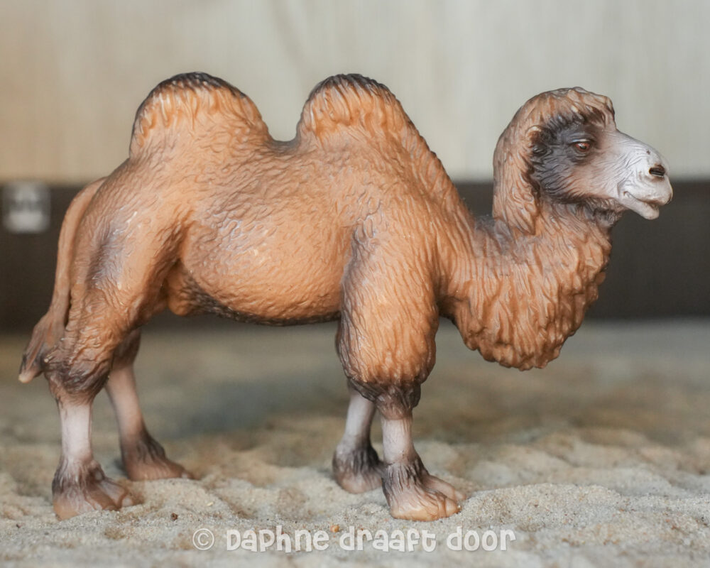 Kameel donker hoofd 14348