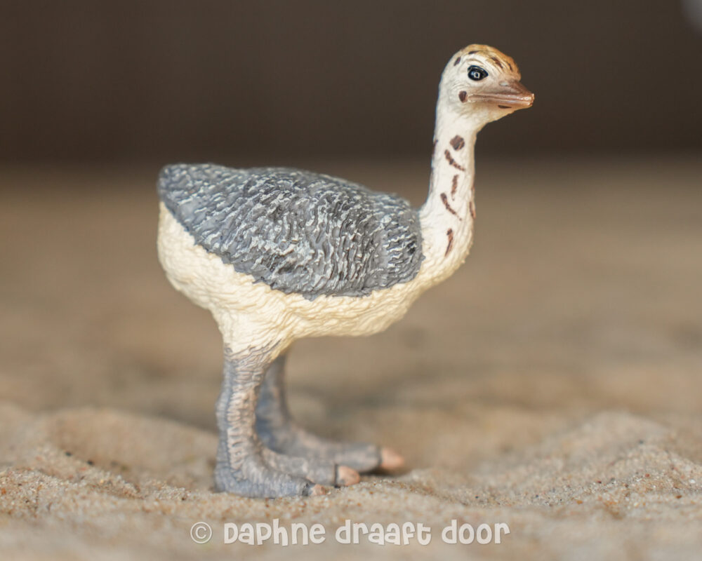 Struisvogel kuiken jong 14398