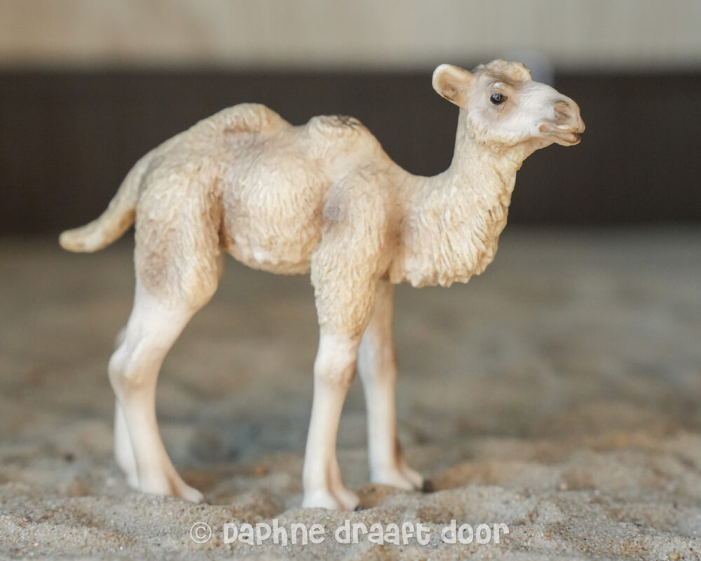 Kameel jong 14602
