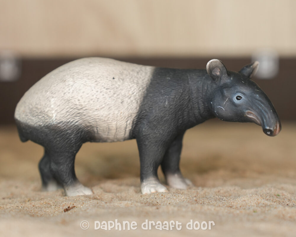 Tapir 14615