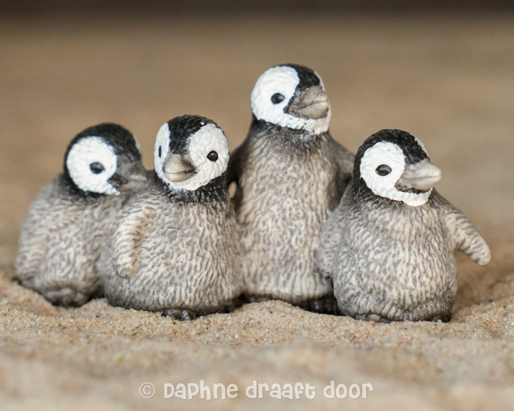 Kuikens pinguin 14618