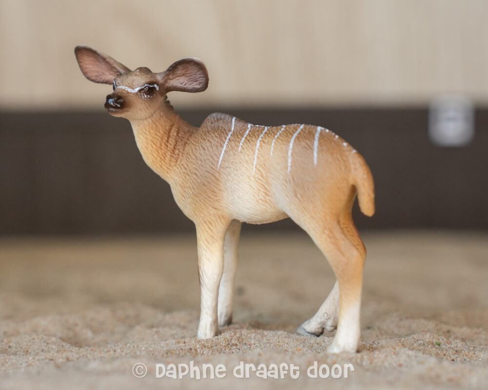 Koedoe kalf jong 14644