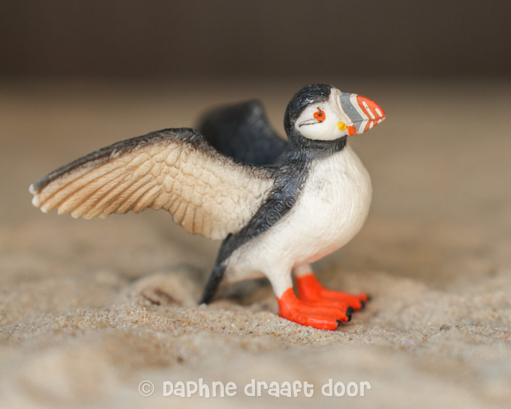 Papegaaiduiker 14721