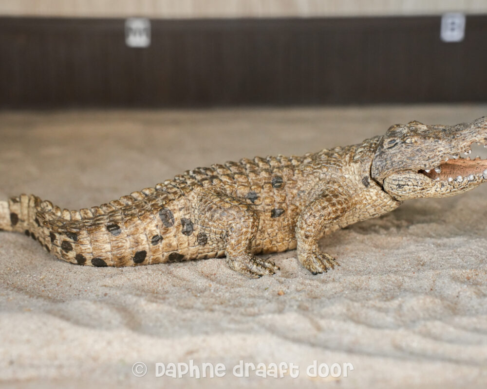 Krokodil 14736