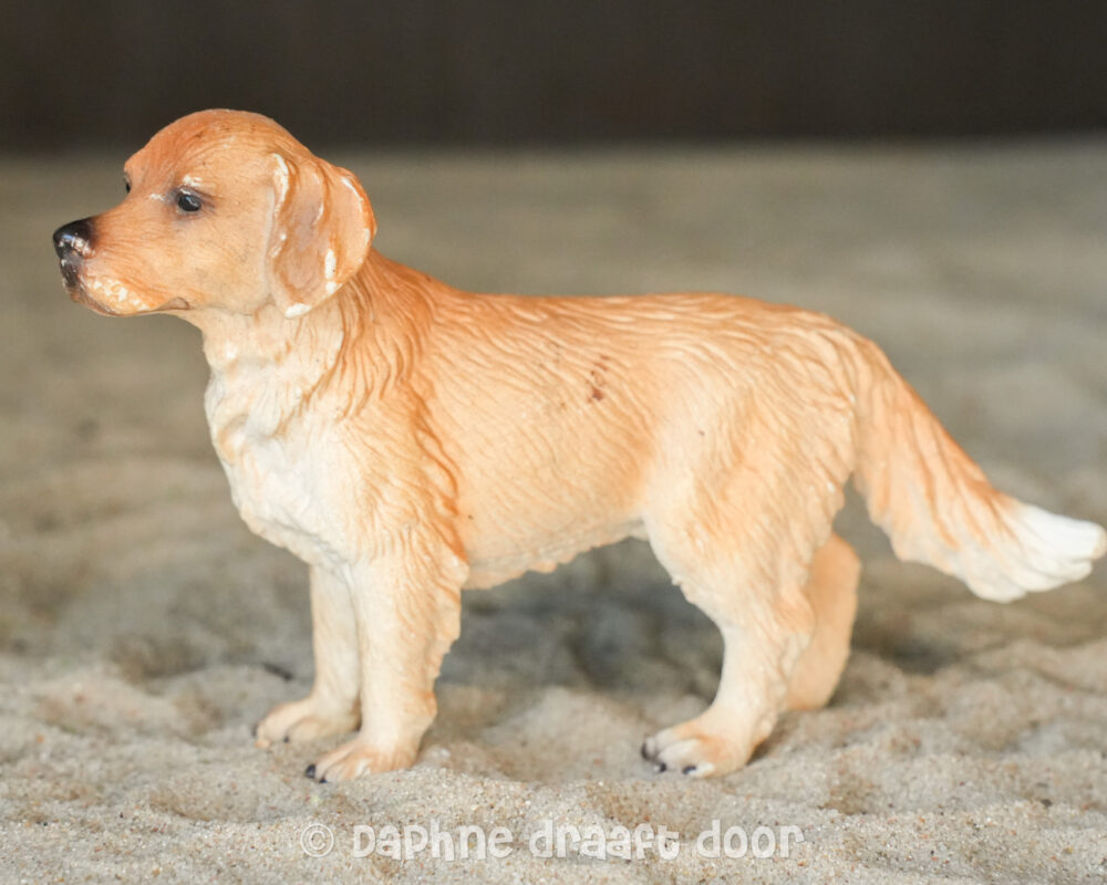 Golden Retriever hond 16335