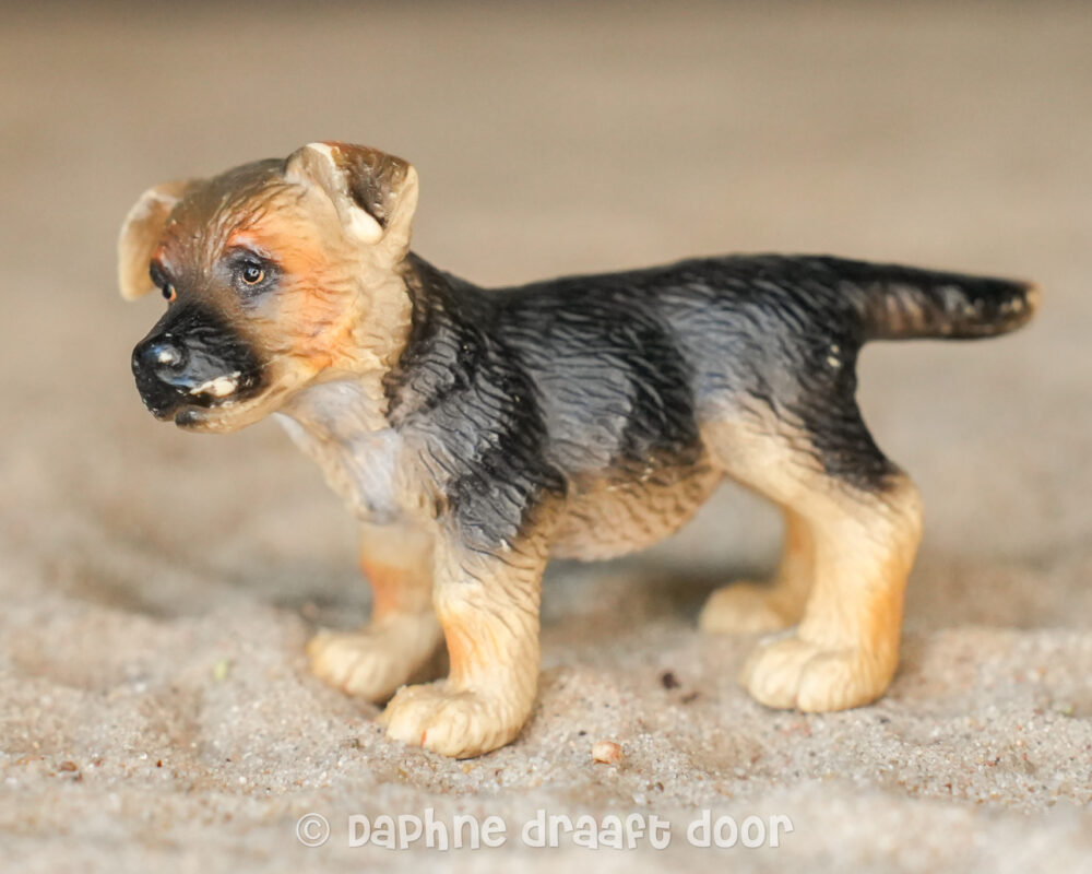 German Shepherd hond pup 16343