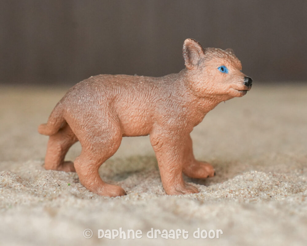 Wolf pup 42472