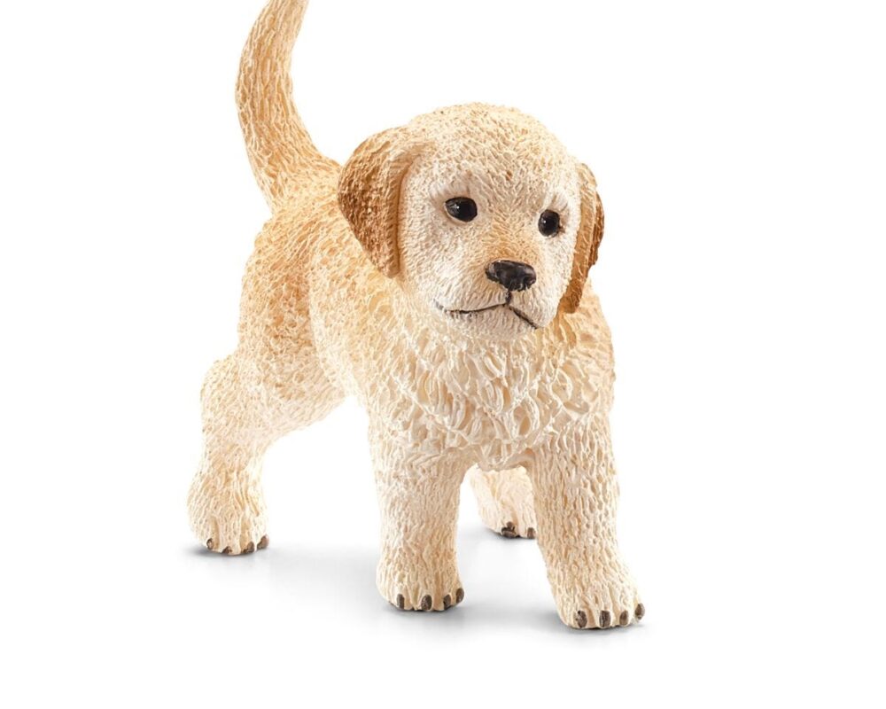 Golden Retriever puppy 16396