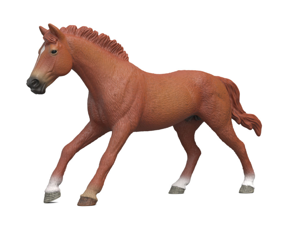 Engels Volboed hengst 14915