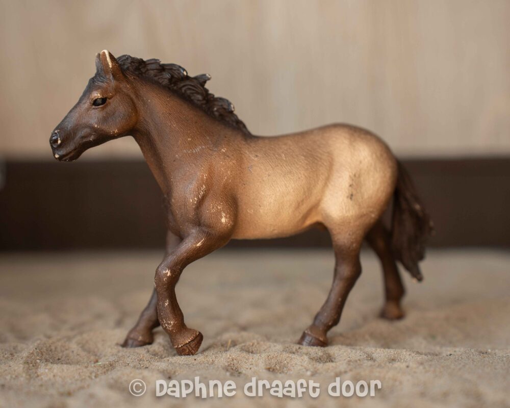 Appaloosa hengst Exclusief 72098