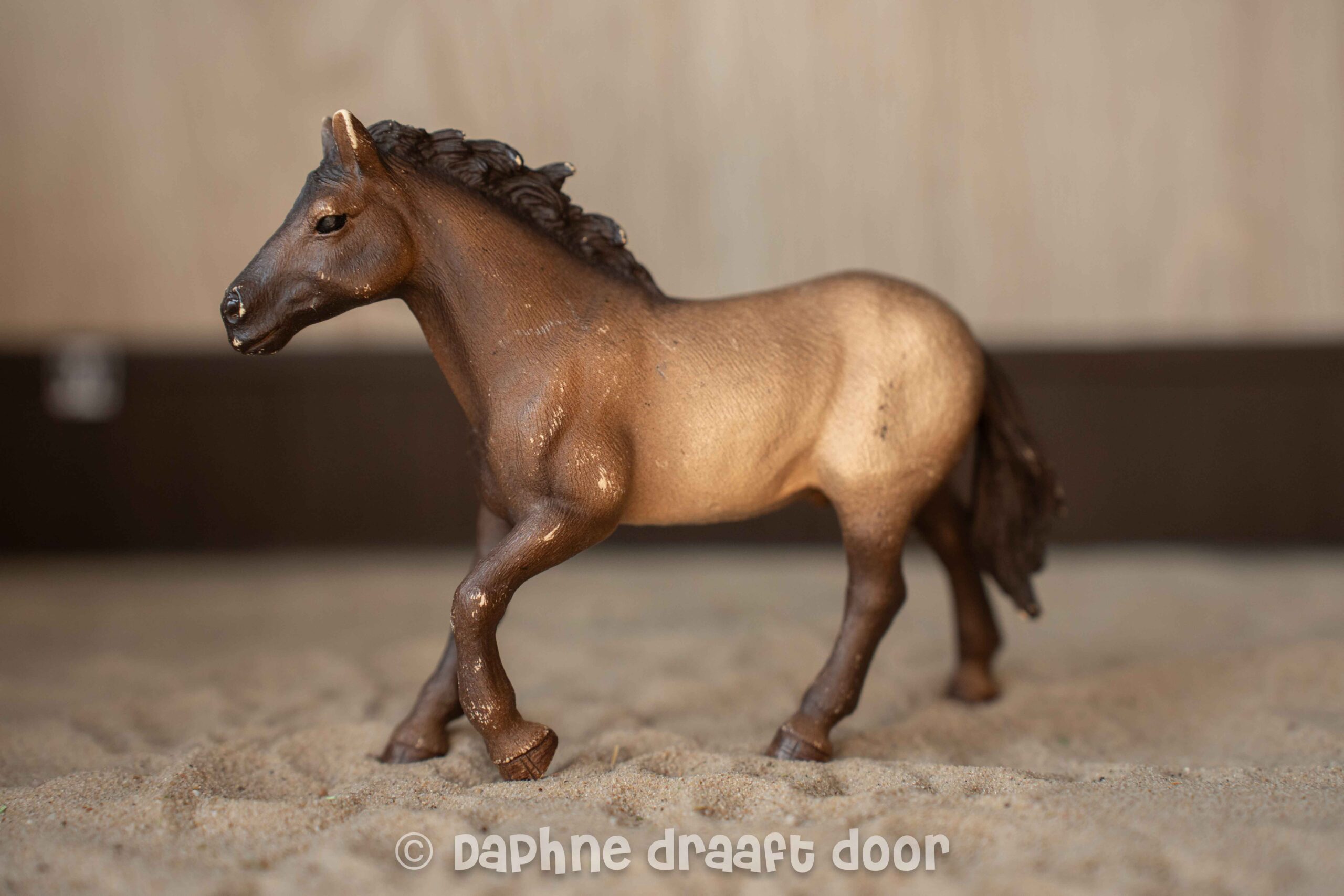 Appaloosa hengst Exclusief 72098