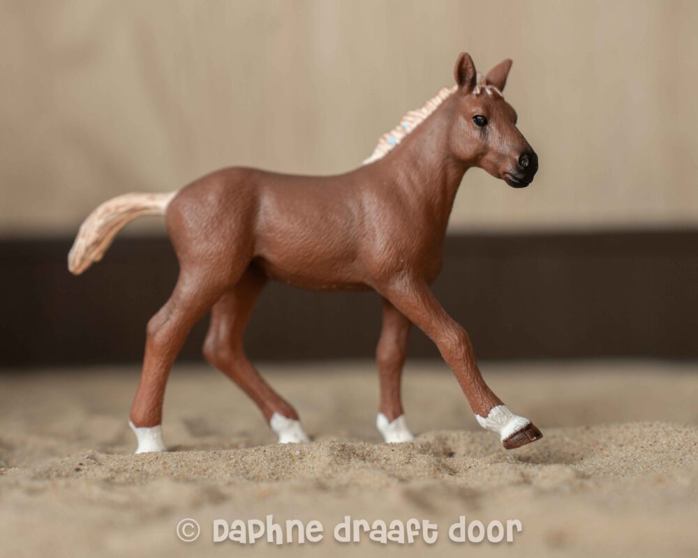 Appaloosa veulen uit tijdschrift 782558